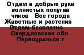 Отдам в добрые руки волнистых попугай.чиков - Все города Животные и растения » Отдам бесплатно   . Свердловская обл.,Первоуральск г.